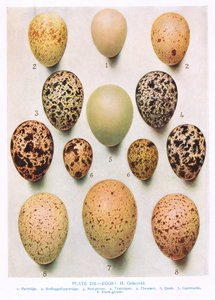 Munat:Curlew:Great Bustard:etc, kuvitus Kirkman und Jourdainin teoksesta "British Birds", 1966